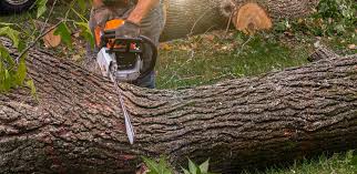 How Our Tree Care Process Works  in  San Tan Valley, AZ