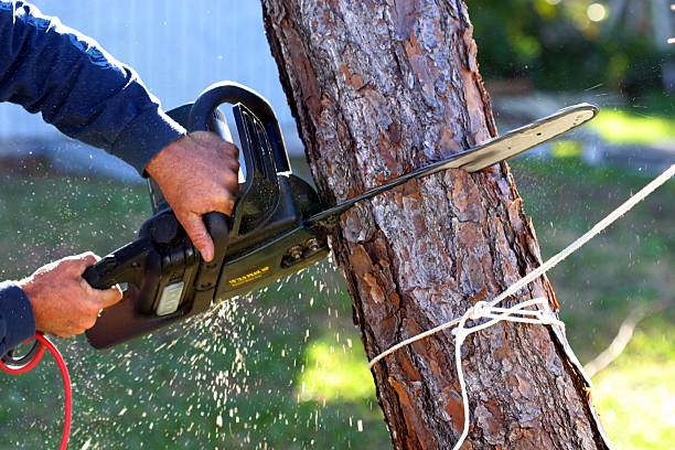 Professional Tree Removal Services in San Tan Valley, AZ